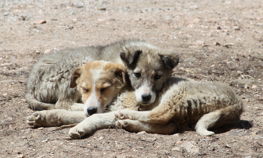 🐾 Giving Back Through Design: Yubi Sora’s Promise to Stray Animals