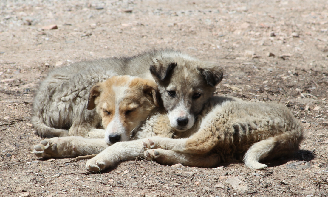 🐾 Giving Back Through Design: Yubi Sora’s Promise to Stray Animals